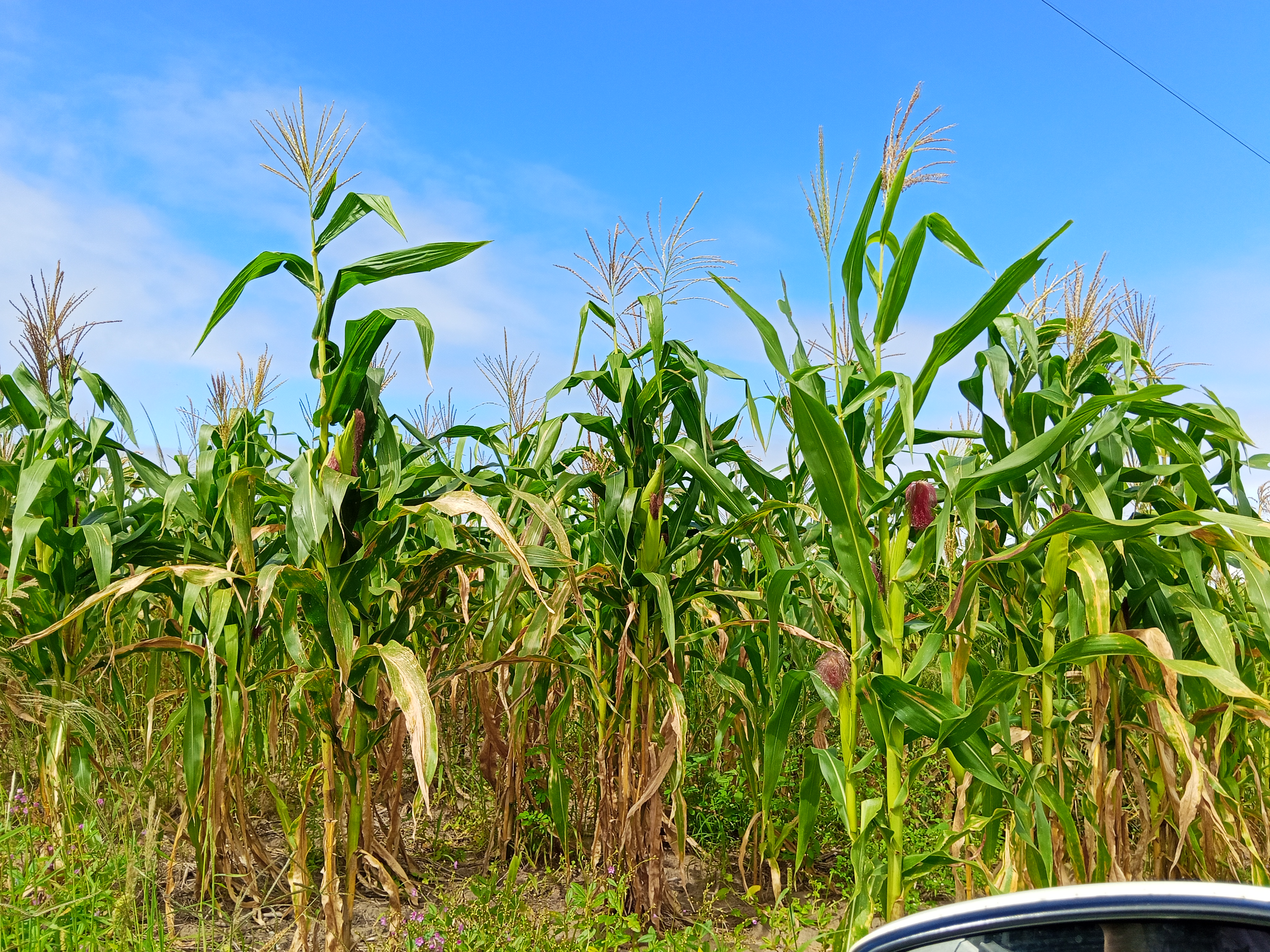 MILHARAL PARA SILAGEM À VENDA! 🌽