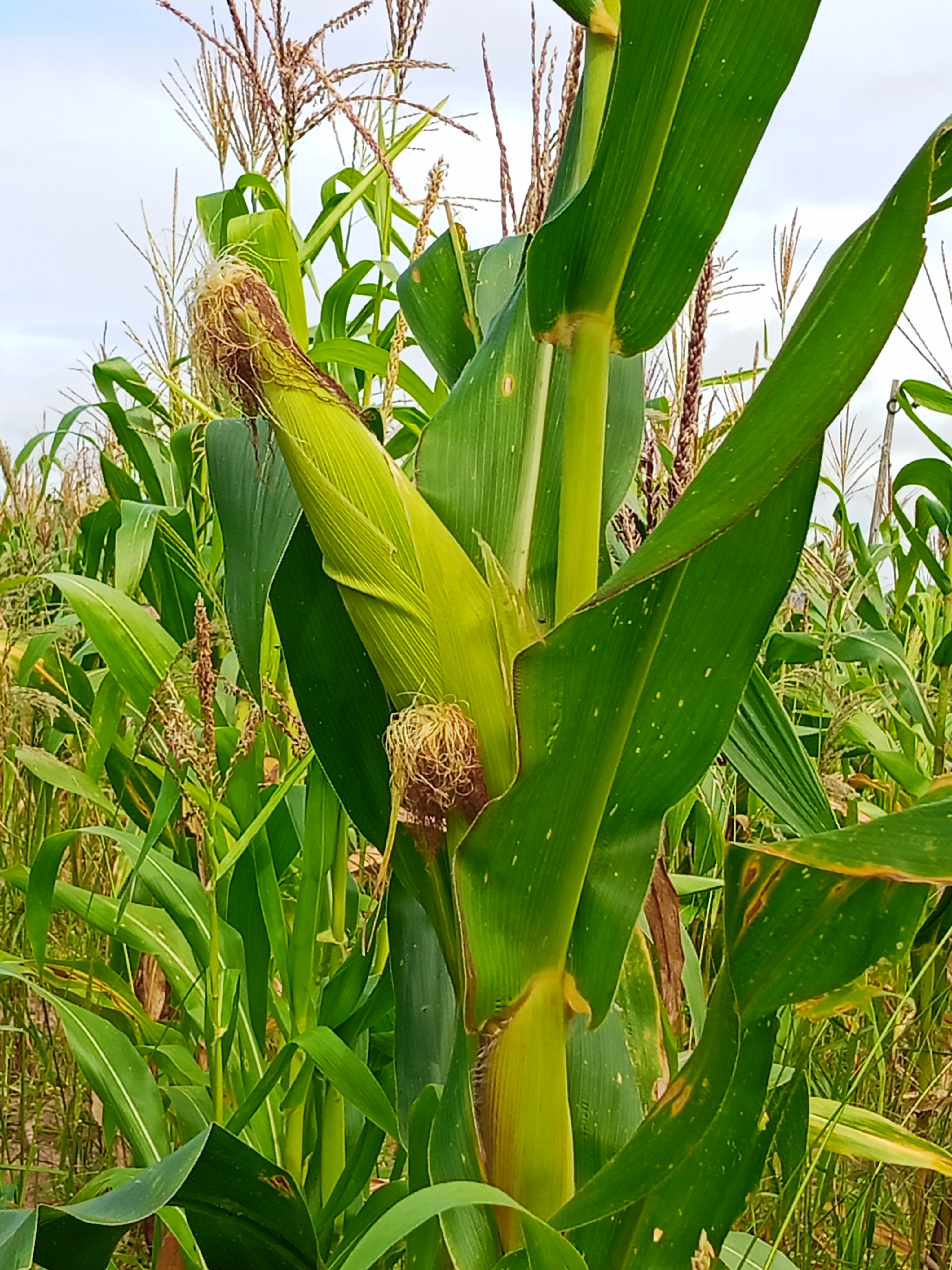 MILHARAL PARA SILAGEM À VENDA! 🌽