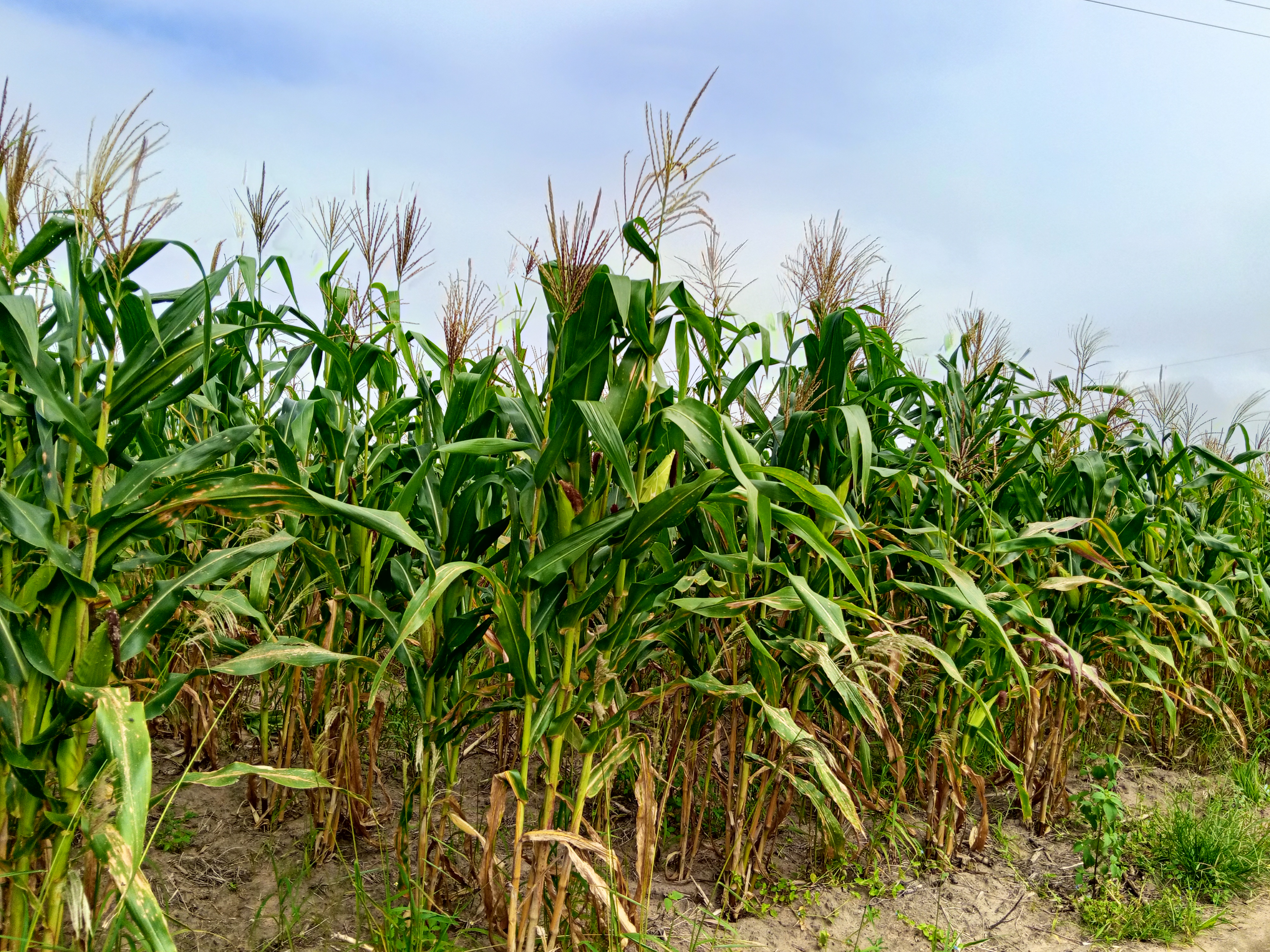 MILHARAL PARA SILAGEM À VENDA! 🌽