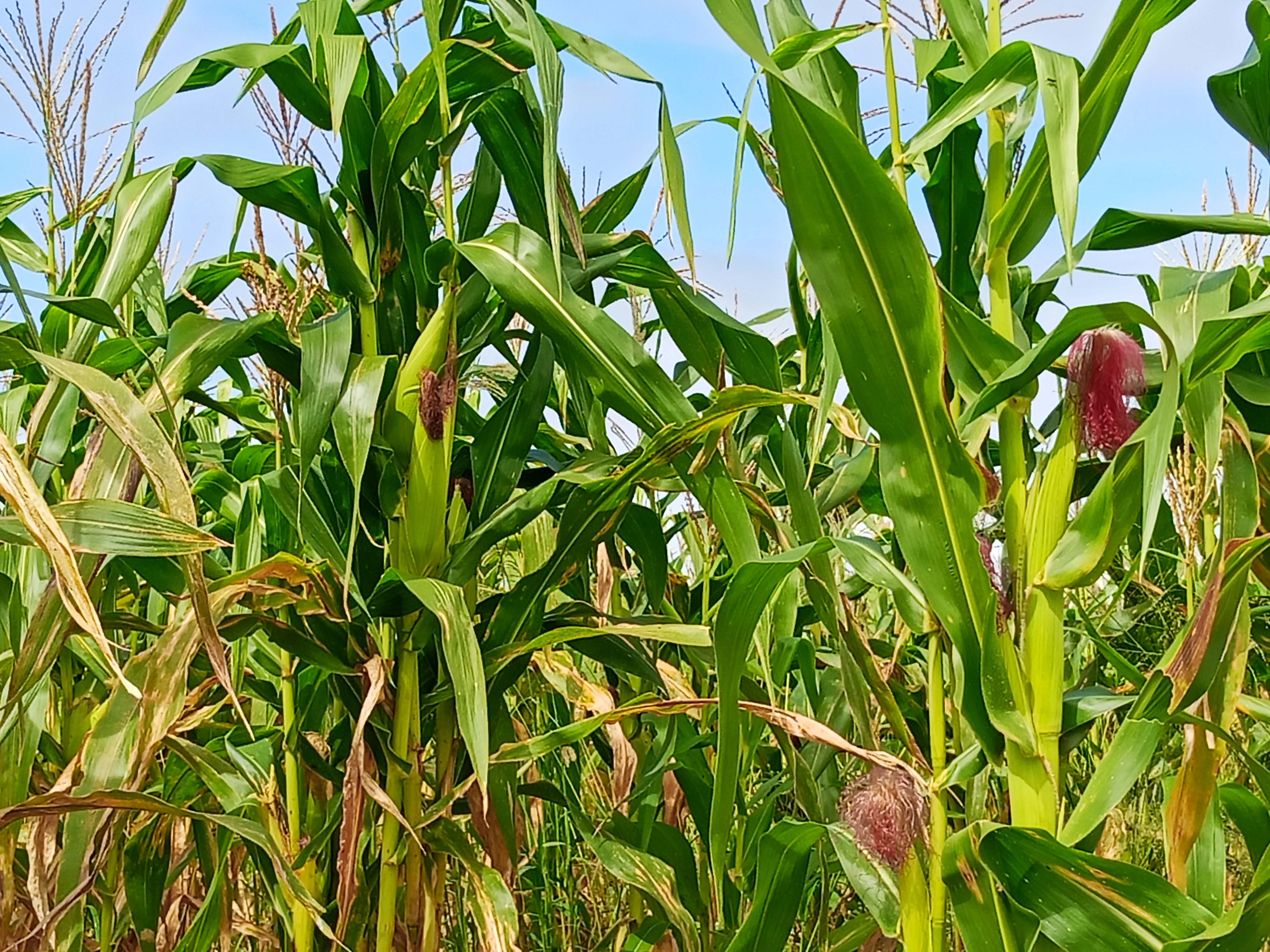 MILHARAL PARA SILAGEM À VENDA! 🌽