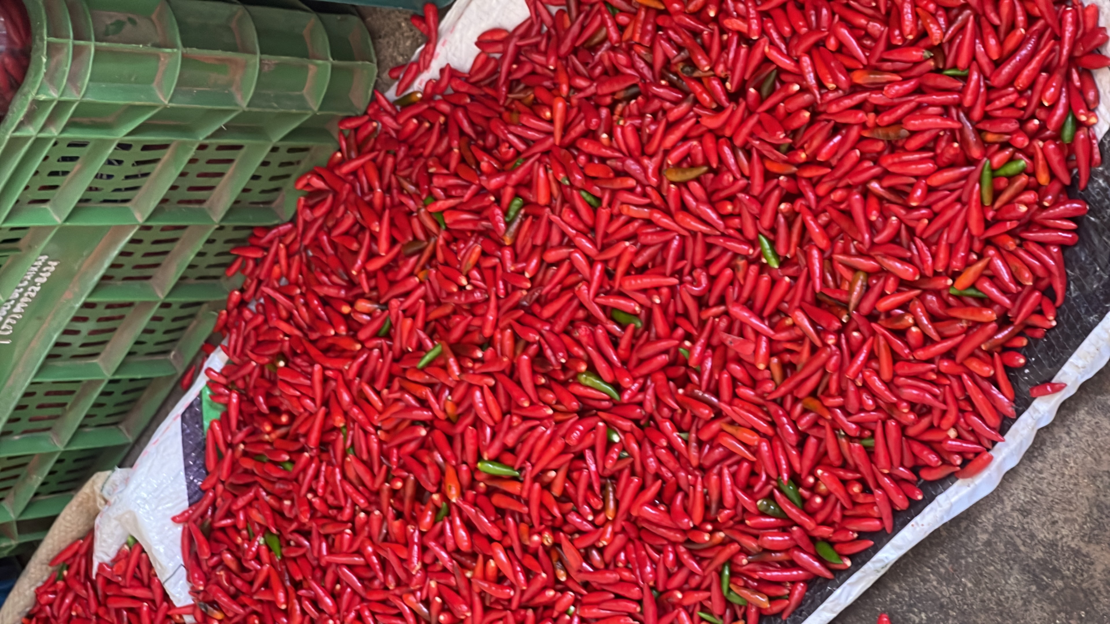 Pimenta
