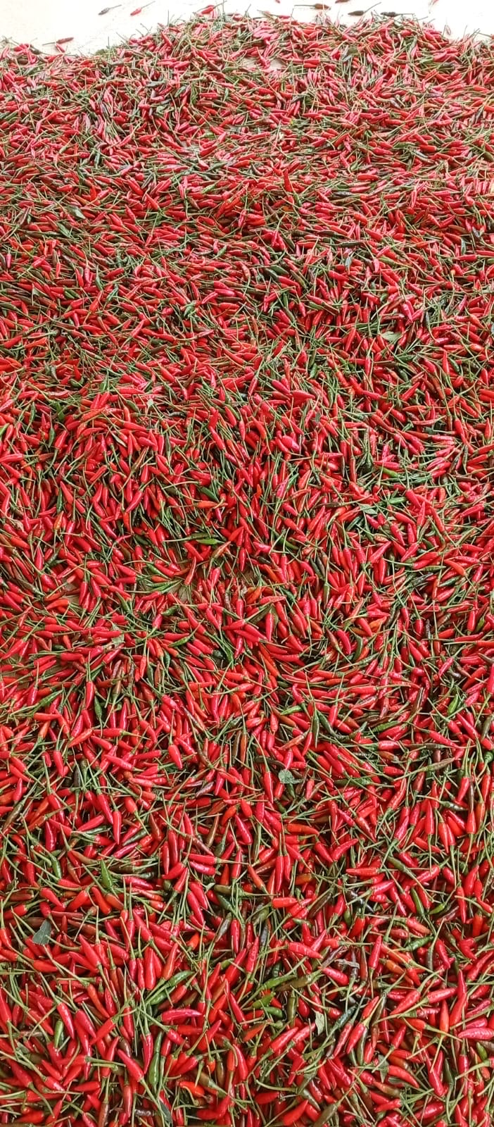 Pimenta