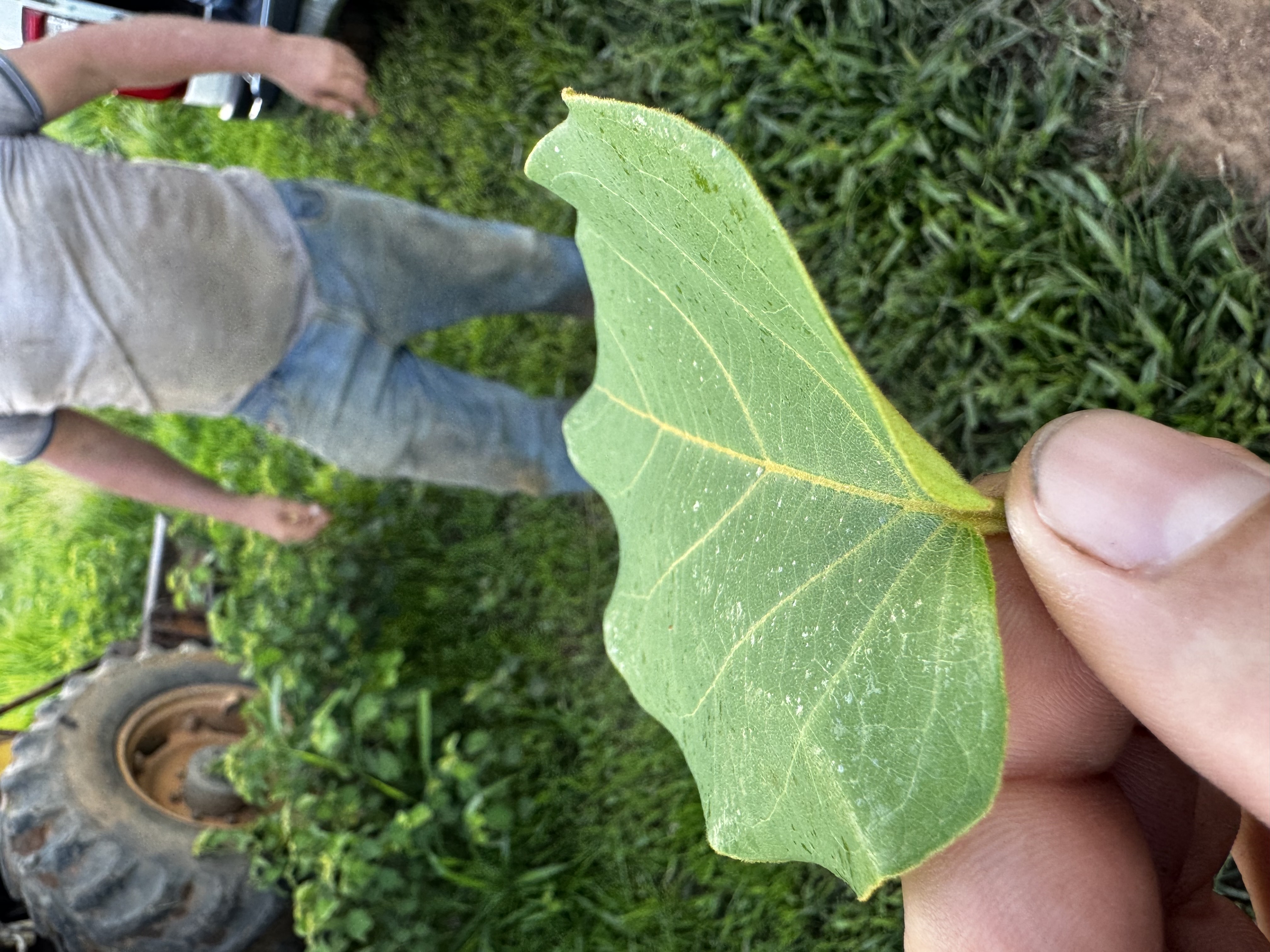aplicação com drone