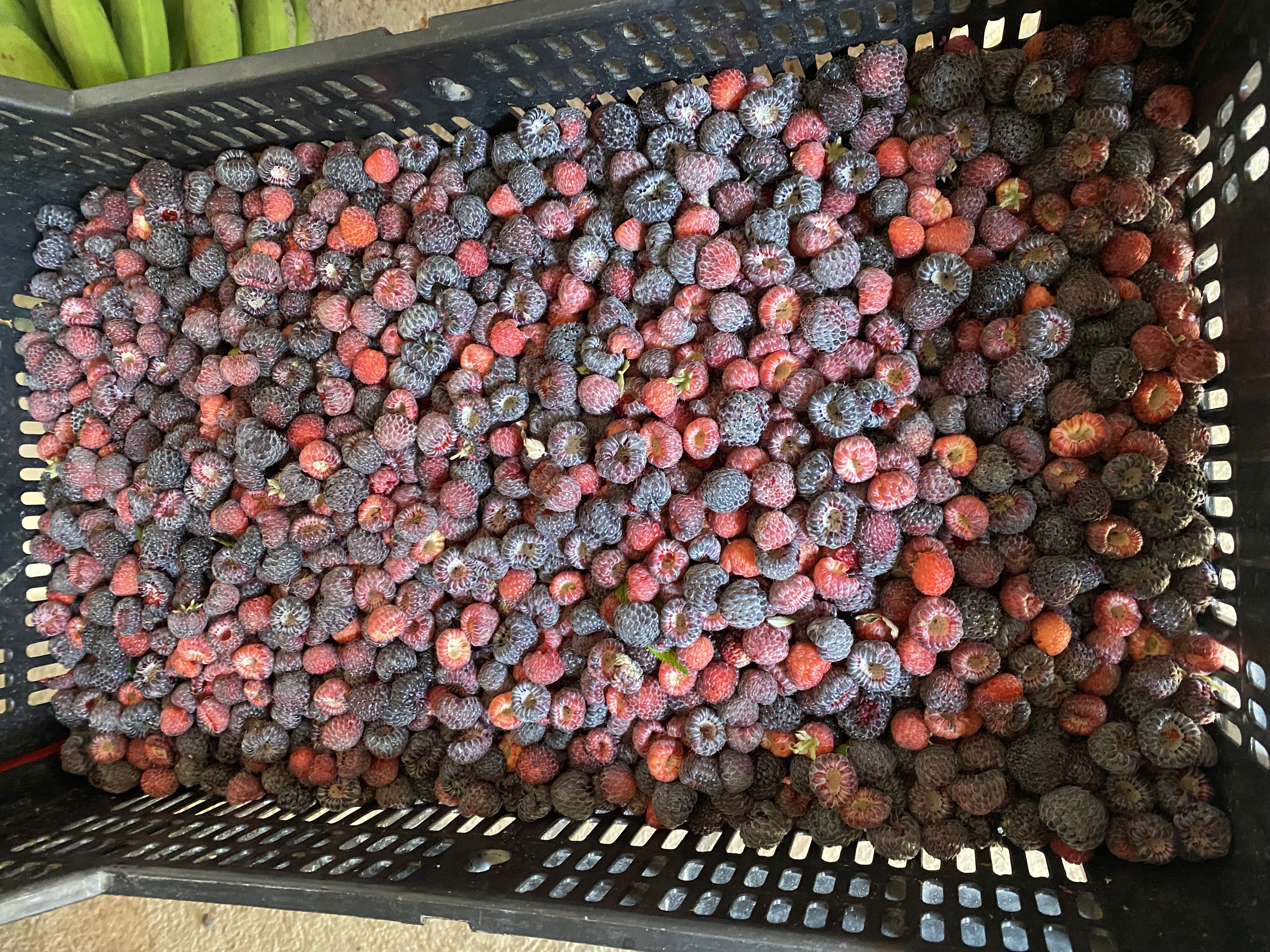 framboesa negra congelada