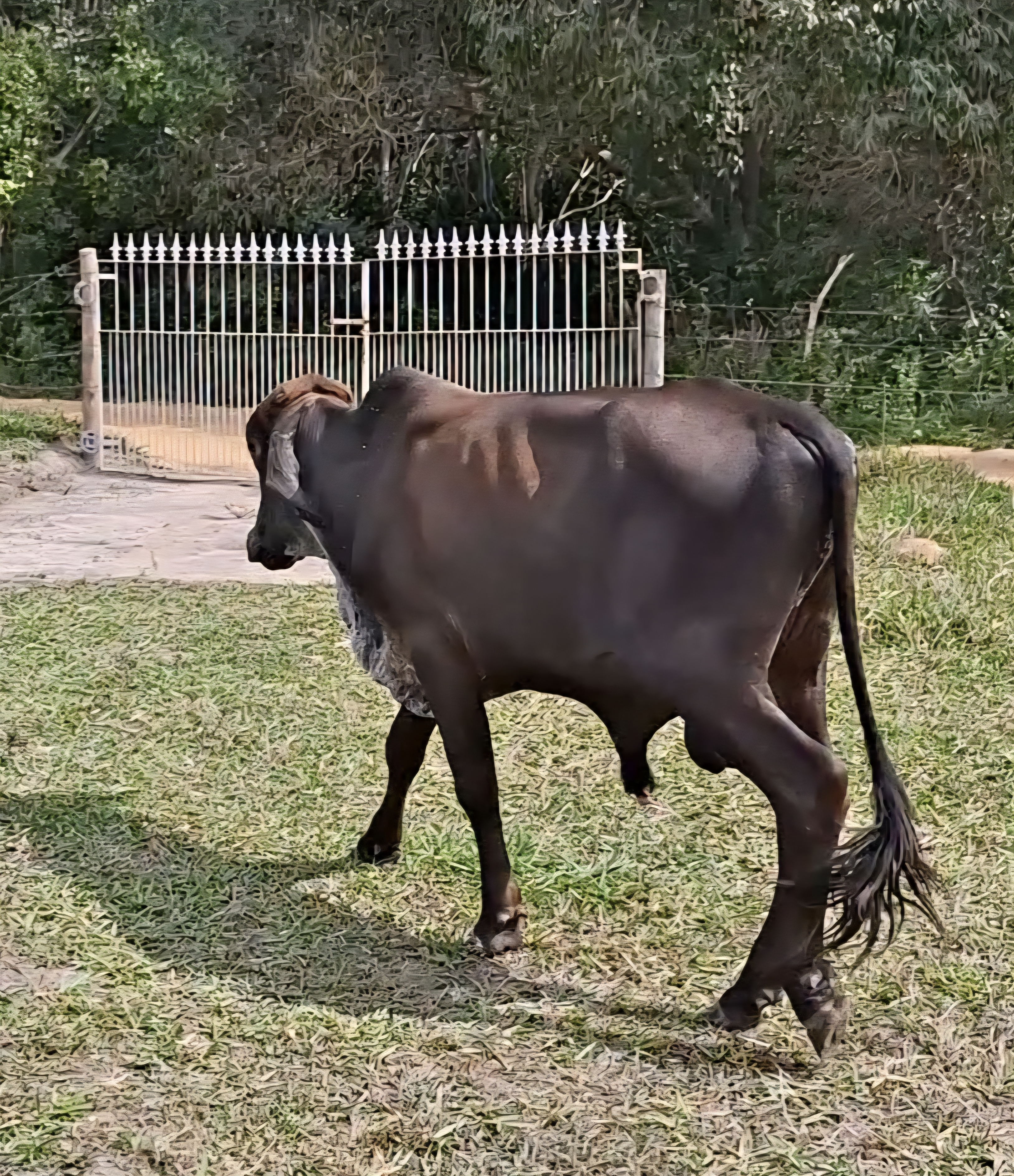 Vendo 6 Garrotes Mestiços Inteiros