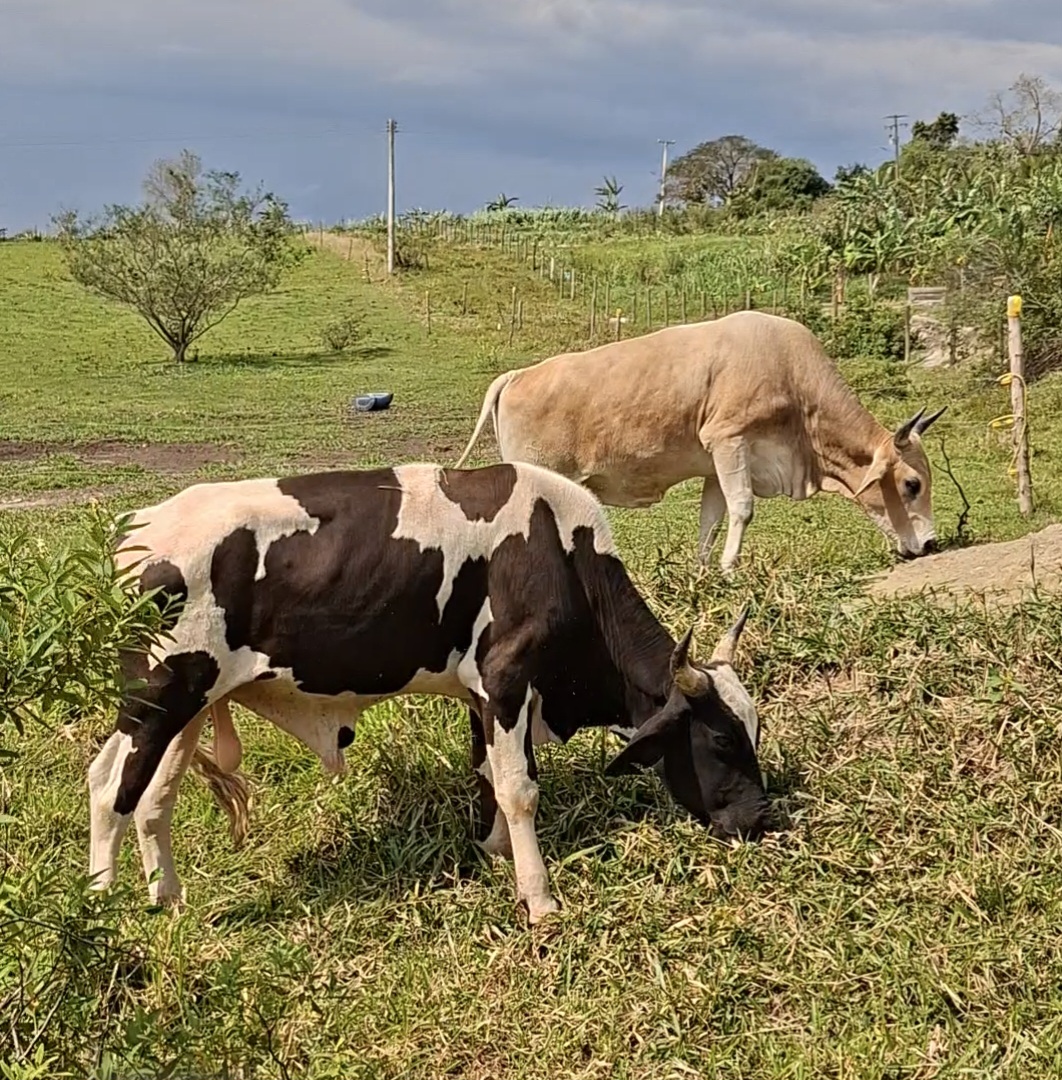 Vendo 6 Garrotes Mestiços Inteiros