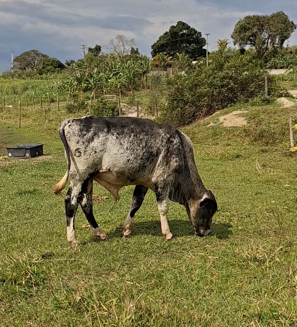 Vendo 6 Garrotes Mestiços Inteiros