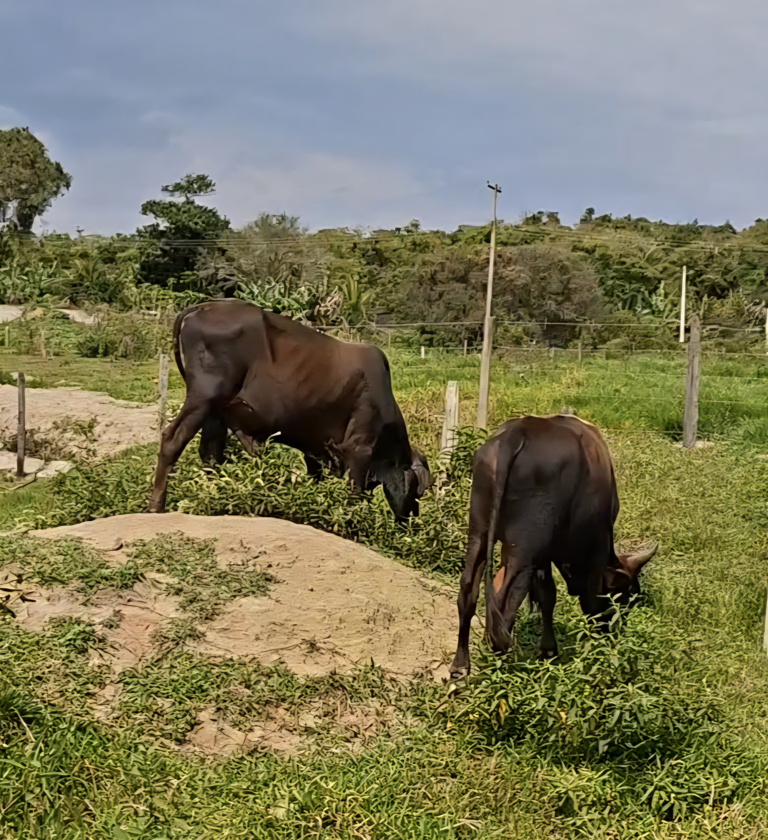 Vendo 6 Garrotes Mestiços Inteiros
