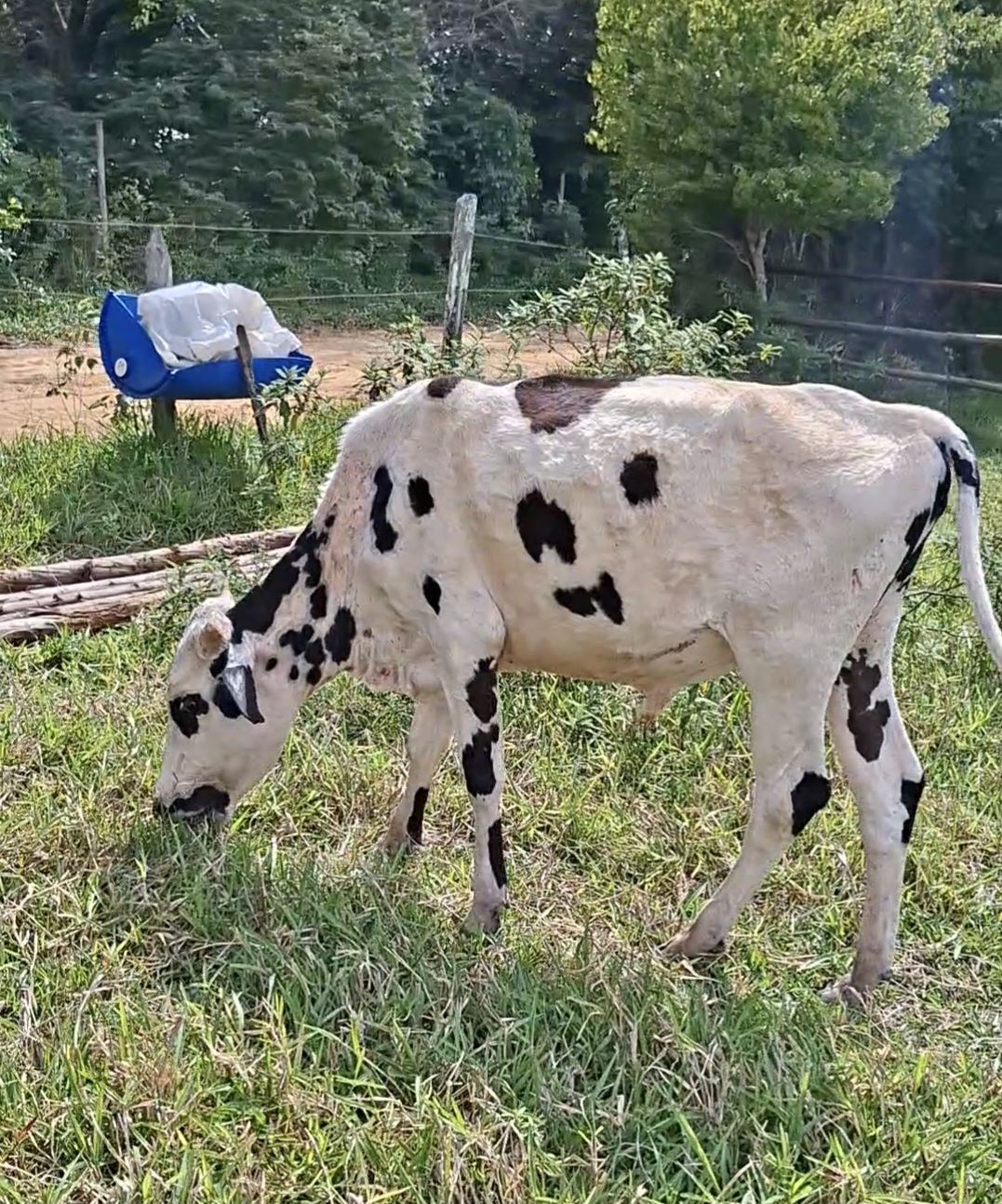 Vendo 6 Garrotes Mestiços Inteiros